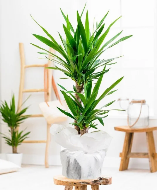 Yucca Saksı Çiçeği